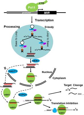Mechanisms of MicroRNA Biogenesis and Stability Control in Plants